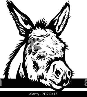 Donkey sketch vector graphics a monochrome graphic the head Peeking Donkey head. Hand drawn in a graphic style. Vintage vector engraving illustration Stock Vector