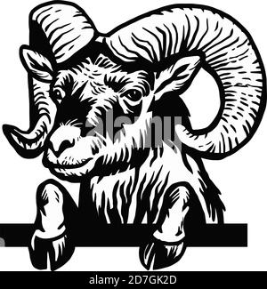 Ram - Peeking Ram head hand-drawn graphic. Retro engraving with farm animal for packaging in markets and shops. Vector vintage illustrations. Stock Vector