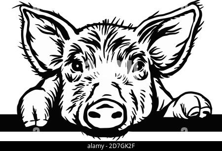 Peeking Pig head. Hand drawn sketch steak meat products with sausages and salami, pig farm fresh food, black and white vintage illustration Stock Vector