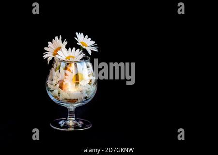 Chamomile flowers in a glass cup on a black background. Selective focus. Copy space. Stock Photo
