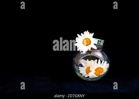 Chamomile flowers in a glass jar on a black background. Selective focus. Copy space. Stock Photo