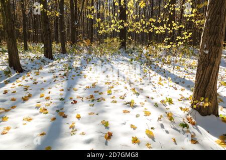 Green forest under snow on a sunny day. First snow on green leaves. Stock Photo