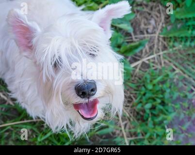 A white dog looks up at its owner. Funny pet dog. High quality photo Stock Photo