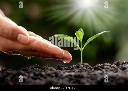 Green trees growing on the ground and agriculture hands that water the trees, concept of growing trees and preserving sustainable nature. Stock Photo