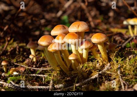 Side view of gray leaved sulfur head mushroom, also called Hypholoma capnoides or Graublaettriger Schwefelkopf Stock Photo