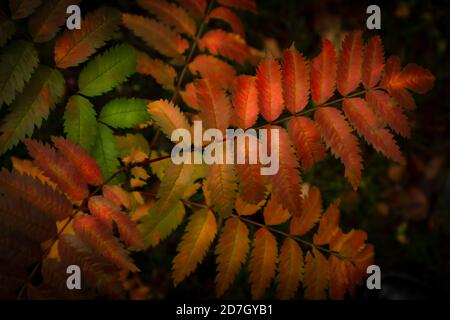 Red rowan leaf close-up on a dark background. Autumn concept, the beauty of nature. Minimalism, place for text, flat lay, top view. Stock Photo