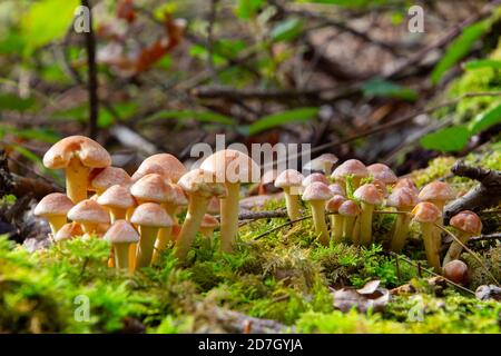 Side view of gray leaved sulfur head mushroom, also called Hypholoma capnoides or Graublaettriger Schwefelkopf Stock Photo