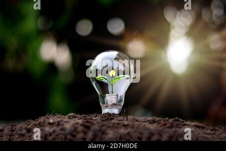 Grow green trees on money in soft light energy saving bulbs with the idea of economic growth and world environment day. Stock Photo
