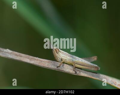 close-up of a small brown cricket on a blade of grass in a selective focus picture