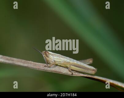 close-up of a small brown cricket on a blade of grass in a selective focus picture Stock Photo