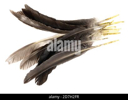 Natural bird feathers isolated on a white background. pile pigeon, chicken  and goose feathers close-up. stack bird feathers Stock Photo - Alamy