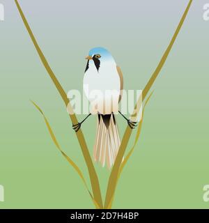 A digital vector illustration of a bearded reedling. The bird is in a kind of spread position between two reed stalks. Stock Vector