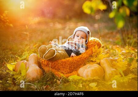 Child boy lies in a basket with pumpkins in autumn leaves. Stock Photo