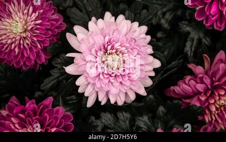 Bright background with lots of chrysanthemum flower texture . Concept abstract background with natural vegetation, flowers. Stock Photo