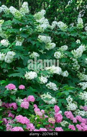 Oakleaf hydrangea (Hydrangea quercifolia) 'Snowflake', syn. (Hydrangea quercifolia) 'Brido' Stock Photo
