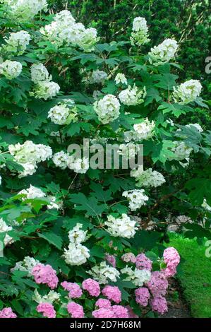 Oakleaf hydrangea (Hydrangea quercifolia) 'Snowflake', syn. (Hydrangea quercifolia) 'Brido' Stock Photo