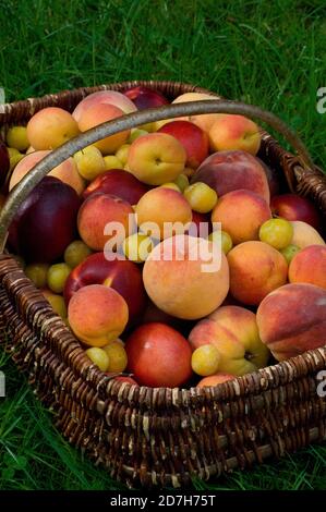 Apricot (Prunus armeniaca), Nectarine (Prunus persica), Peach (Prunus persica), Plum 'Mirabelle de Nancy' (Prunus domestica) in a basket