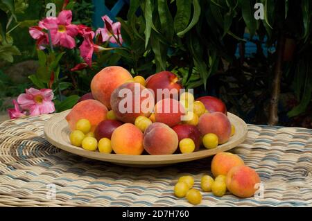 Apricot (Prunus armeniaca), Nectarine (Prunus persica), Peach (Prunus persica), Plum 'Mirabelle de Nancy' (Prunus domestica) in a dish