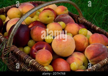 Apricot (Prunus armeniaca), Nectarine (Prunus persica), Peach (Prunus persica), Plum 'Mirabelle de Nancy' (Prunus domestica) in a basket