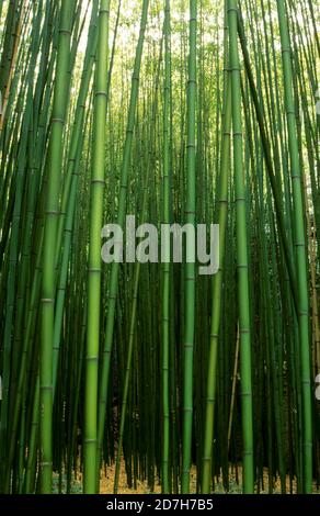 Bamboo forest in spring Stock Photo