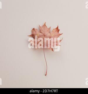 Dry autumn maple leave on biege background. Flat lay, top view. Stock Photo