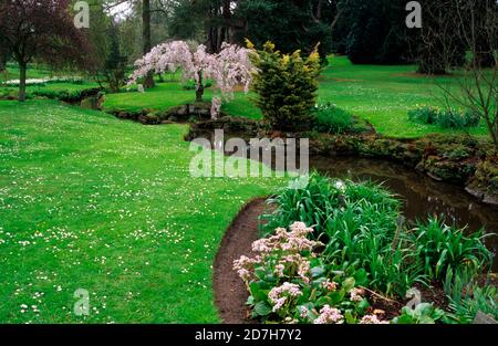 Lawn with small stream bordered by Bergenia (Bergenia cordifolia) 'Bressingham White' and Korean Cherry (Prunus japonica) in bloom, Sandringham Garden Stock Photo