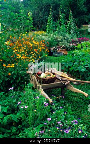 Wheelbarrow in an organic vegetable garden full of flowers in summer Stock Photo