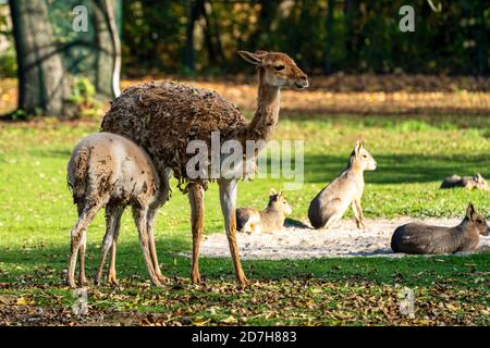 Vicunas, Vicugna Vicugna, relatives of the llama which live in the high alpine areas of the Andes Stock Photo