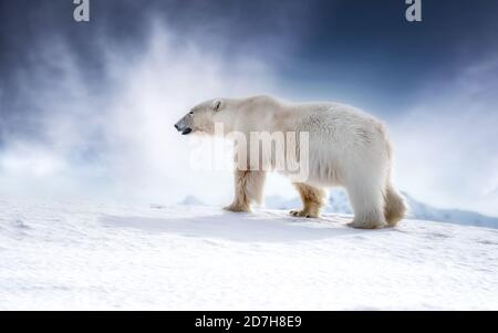Beautiful adult male polar bear, ursus maritimus, walking across the snow in Svalbard. Soft, dreamy style processing suitable for Christmas themes