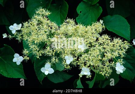 Climbing Hydrangea (Hydrangea petiolaris) flowers Stock Photo