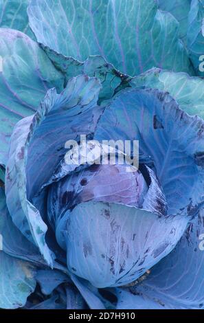 Red cabbage 'Autoro F1' (brassica oleracea), Vegetable, Autumn Stock Photo