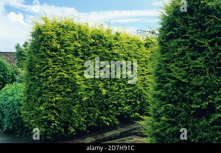 Leyland Cypress (Cupressocyparis leylandii) (FGold Rider Stock Photo