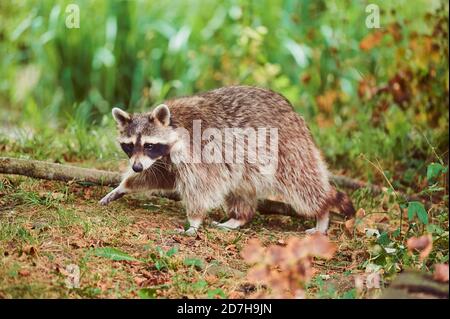 common raccoon (Procyon lotor), walking on forest ground, side view, Germany, Bavaria Stock Photo