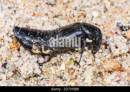 hairy rove beetle (Creophilus maxillosus), on sandy ground, Germany Stock Photo
