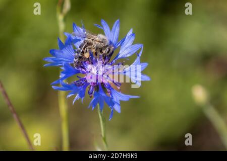 honey bee, hive bee (Apis mellifera mellifera), collects pollen on a cornflower, Germany, Bavaria Stock Photo