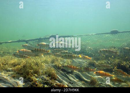 Perch, European perch, Redfin perch (Perca fluviatilis), shoal of perches at a dyke net, Germany, Bavaria, Lake Chiemsee Stock Photo