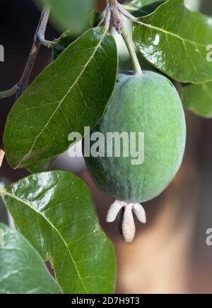 pineapple guava (Acca sellowiana), fruit Stock Photo
