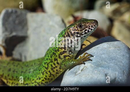 Eastern Green Lizard, European green lizard, Emerald lizard (Lacerta viridis, Lacerta viridis viridis), on a stone, side view, Germany Stock Photo