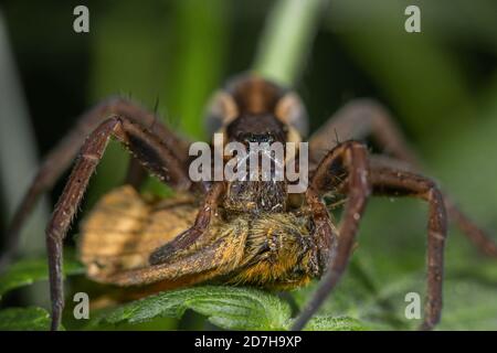 fimbriate fishing spider (Dolomedes fimbriatus), with caught butterfly, Germany Stock Photo