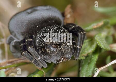 Red Ladybird spider (Eresus sandaliatus), female, front view, Germany Stock Photo