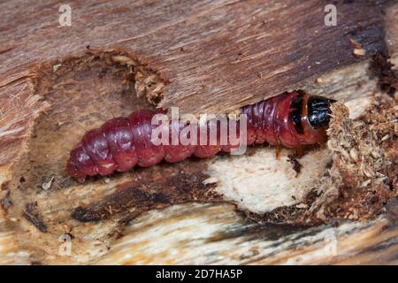 Goat Moth (Cossus cossus), caterpillar eating wood, side view , Germany Stock Photo