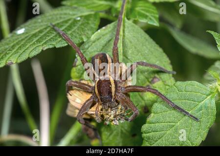 fimbriate fishing spider (Dolomedes fimbriatus), with caught butterfly, Germany Stock Photo