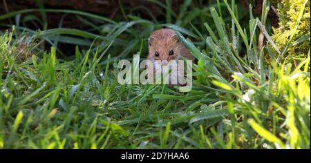 least weasel (Mustela nivalis), sitting in a wet meadow, front view, United Kingdom, Wales, Pembrokeshire Stock Photo