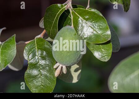 pineapple guava (Acca sellowiana), fruit Stock Photo