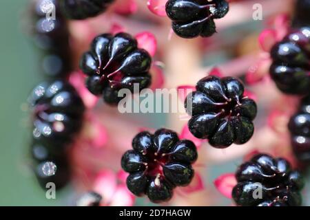 Pokeweed, Indian poke, Red-ink Plant, Indian Pokeweed (Phytolacca esculenta, Phytolacca acinosa), mature fruits Stock Photo