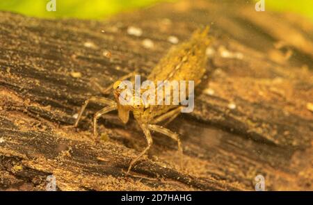 aeshna (Aeshna spec.), larva, probably of a southern hawker, fixing daphnia with its labial mask, Germany Stock Photo
