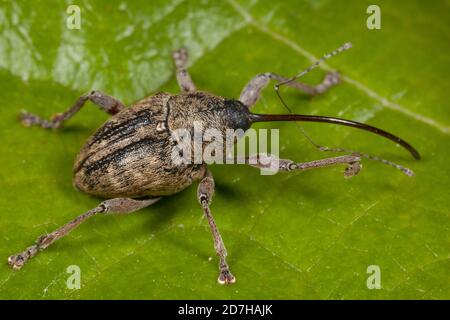 Acorn weevil (Curculio glandium, Curculio tesellatus, Balaninus glandium), sits on a leaf, Germany Stock Photo