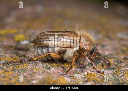 Summer chafer (Amphimallon solstitiale, Rhizotragus solstitialis), sits on a rock, Germany Stock Photo