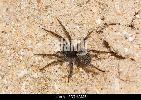 Leopard Bear-spider (Arctosa leopardus), on the ground, Germany Stock Photo