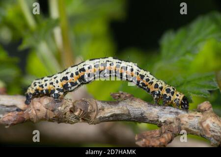 Magpie moth, Currant moth (Abraxas grossulariata), caterpillar on a twig, side view, Germany Stock Photo